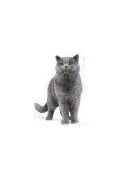 Royal Canin British Shorthair Adult Kedi Maması 2 kg - Thumbnail