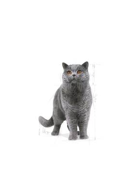 Royal Canin British Shorthair Adult Kedi Maması 2 kg