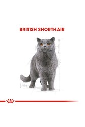 Royal Canin British Shorthair Adult Kedi Maması 2 kg - Thumbnail