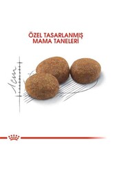 Royal Canin Sterilised 37 Kısırlaştırılmış Yetişkin Kedi Maması 10 KG - Thumbnail